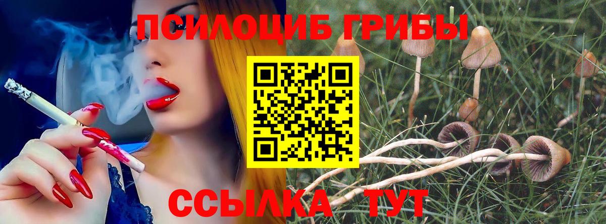 Псилоцибиновые грибы Cubensis Лениногорск